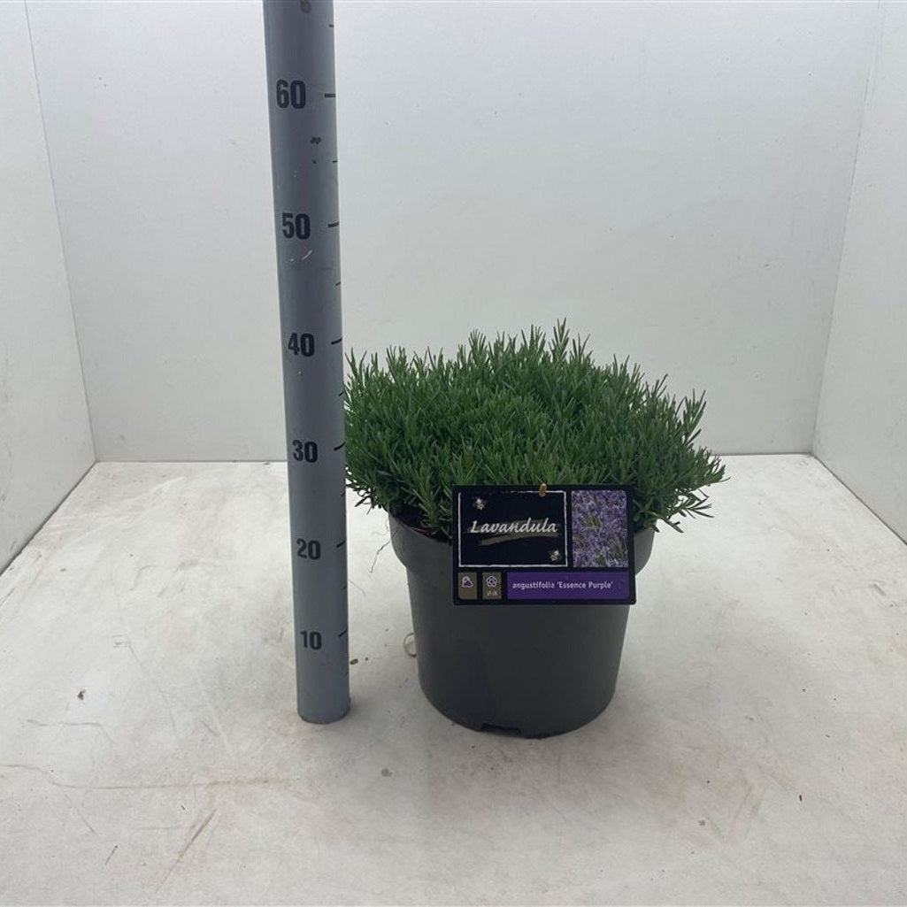 Lavendel – Lavandula angustifolia 'Essence Purple' - C10